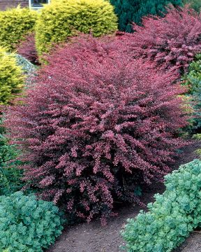 Purppurahappomarja Rose Glow