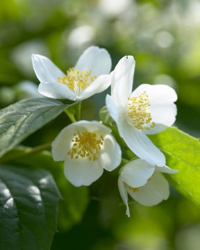 Pihajasmikkeen aitataimet 6 kpl