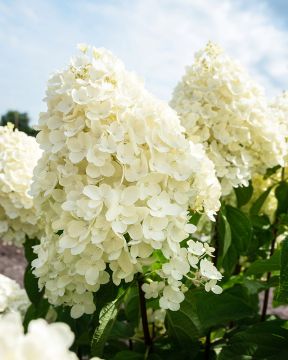 Japaninhortensia Living Summer Snow