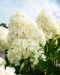 Japaninhortensia Living Summer Snow