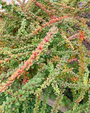 Japaninhappomarja Green Carpet
