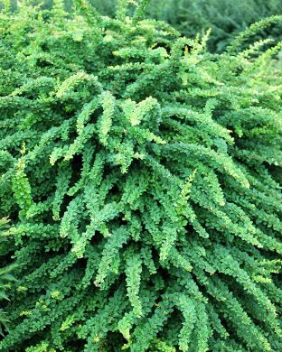 Japaninhappomarja Green Carpet