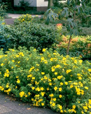 Pensashanhikki Goldfinger aitataimet 10 kpl