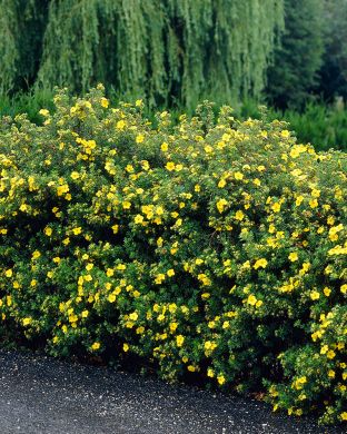 Pensashanhikki Goldfinger aitataimet 10 kpl