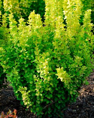 Japaninhappomarja Maria