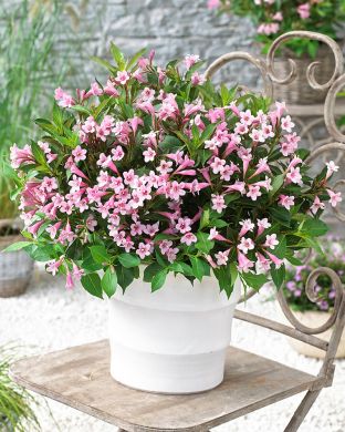 Komeakotakuusama Pink Poppet