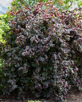 Peikonpähkinäpensas Red Majestic