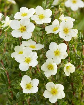 Pensashanhikki Abbotswood aitataimet 10 kpl