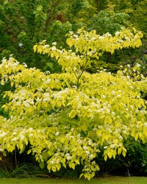 Keltakirjokanukka Aurea 3 kpl