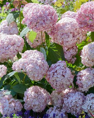 Pallohortensia Bubblegum