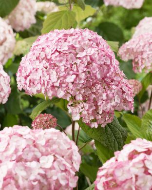 Pallohortensia Bubblegum