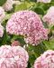 Pallohortensia Bubblegum