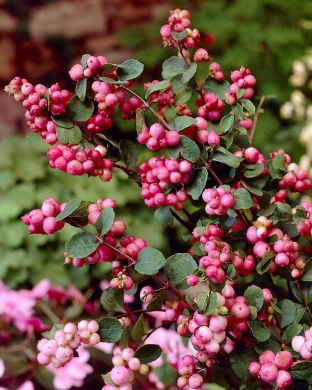 Hollanninlumimarja Mother of Pearl