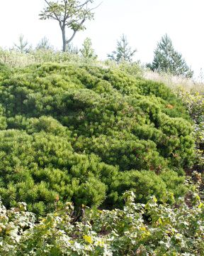 Kääpiövuorimänty Pumilio 3 kpl