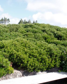 Kääpiövuorimänty Pumilio 3 kpl