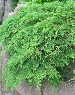 Havu-pensaspenkki 5 kpl