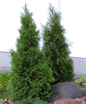 Timanttituija 40-50 cm 3 kpl