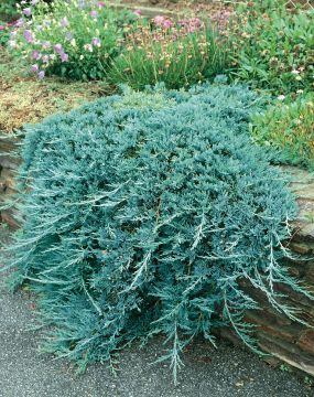 Sinilaakakataja Blue Chip