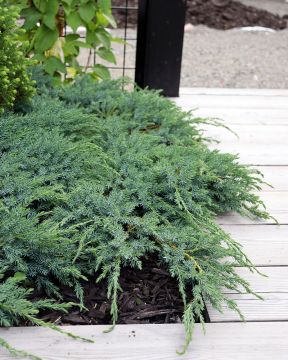 Sinikataja Blue Carpet