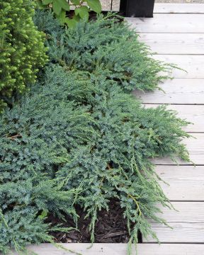 Sinikataja Blue Carpet