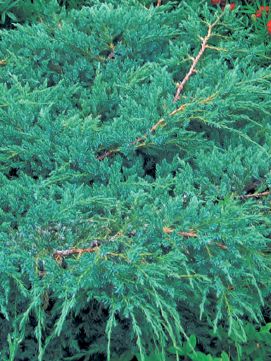 Sinikataja Blue Carpet