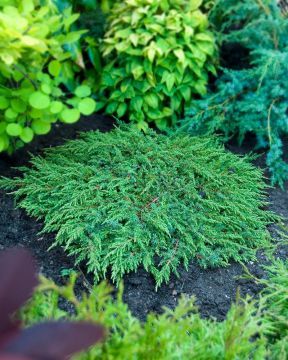 Kääpiökataja Green Carpet 3 kpl