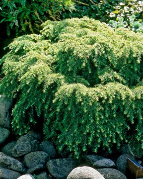 Pikkukanadanhemlokki