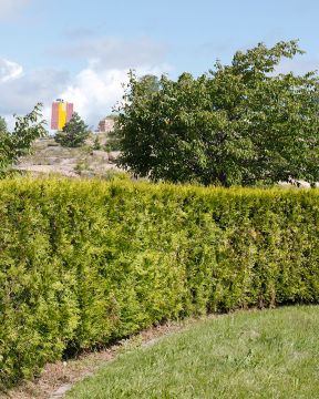 Kartiotuija Brabant 3 kpl