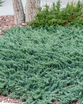 Sinilaakakataja Glauca