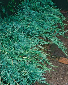 Sinilaakakataja Wiltonii