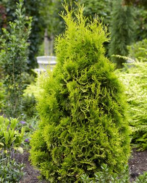 Timanttituija Golden Anne