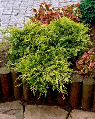 Tarhakataja Old Gold