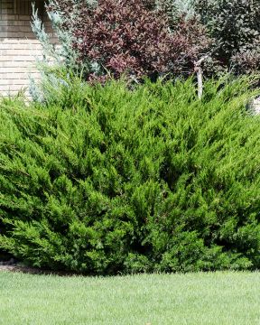 Tarhakataja Mint Julep