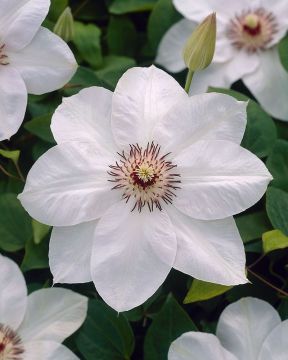 Loistokärhö Miss Bateman