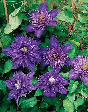 Loistokärhö Multi Blue 3 kpl