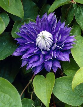 Loistokärhö Multi Blue