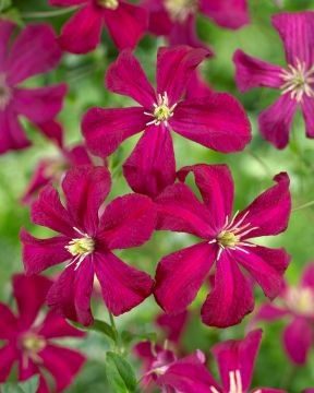 Tarhaviinikärhö Madame Julia Correvon 3 kpl