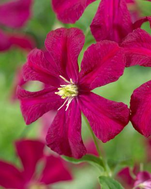 Tarhaviinikärhö Madame Julia Correvon