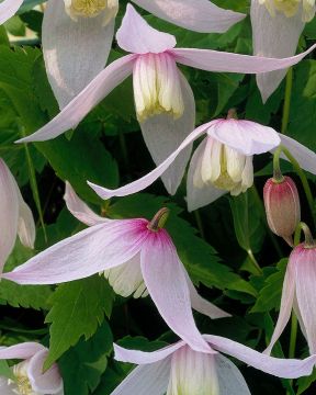 Tarha-alppikärhö Willy