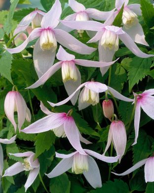 Tarha-alppikärhö Willy 3 kpl