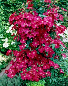 Loistokärhö Ernest Markham 3 kpl