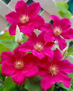 Loistokärhö Ernest Markham