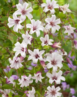 Tarhalyhtykärhö Princess Kate 2 litran astiataimi