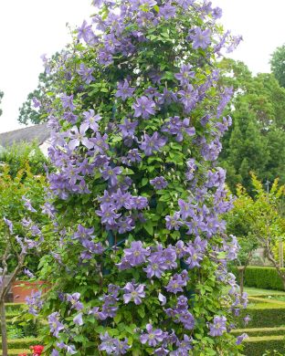 Tarhaviinikärhö Prince Charles 3 kpl