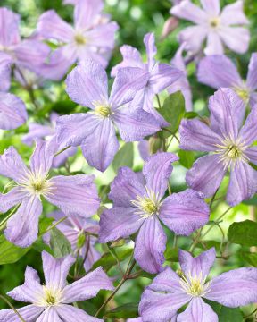 Kuningatarkärhö mix 2 kpl