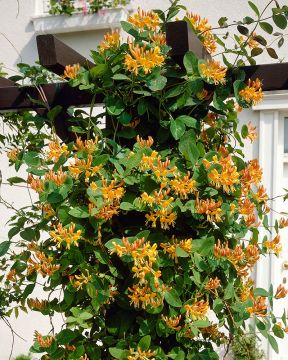 Kultaköynnöskuusama