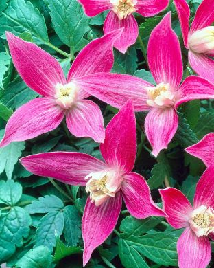 Alppikärhö punainen