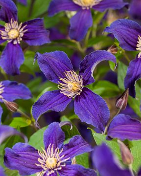 Loistokärhö So Many Blue Flowers 