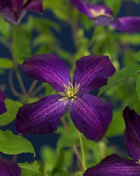 Loistokärhö So Many Purple Flowers 3 kpl