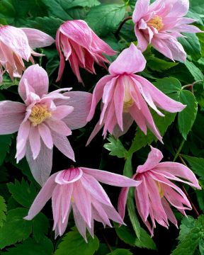 Kruunukärhö Markham´s Pink